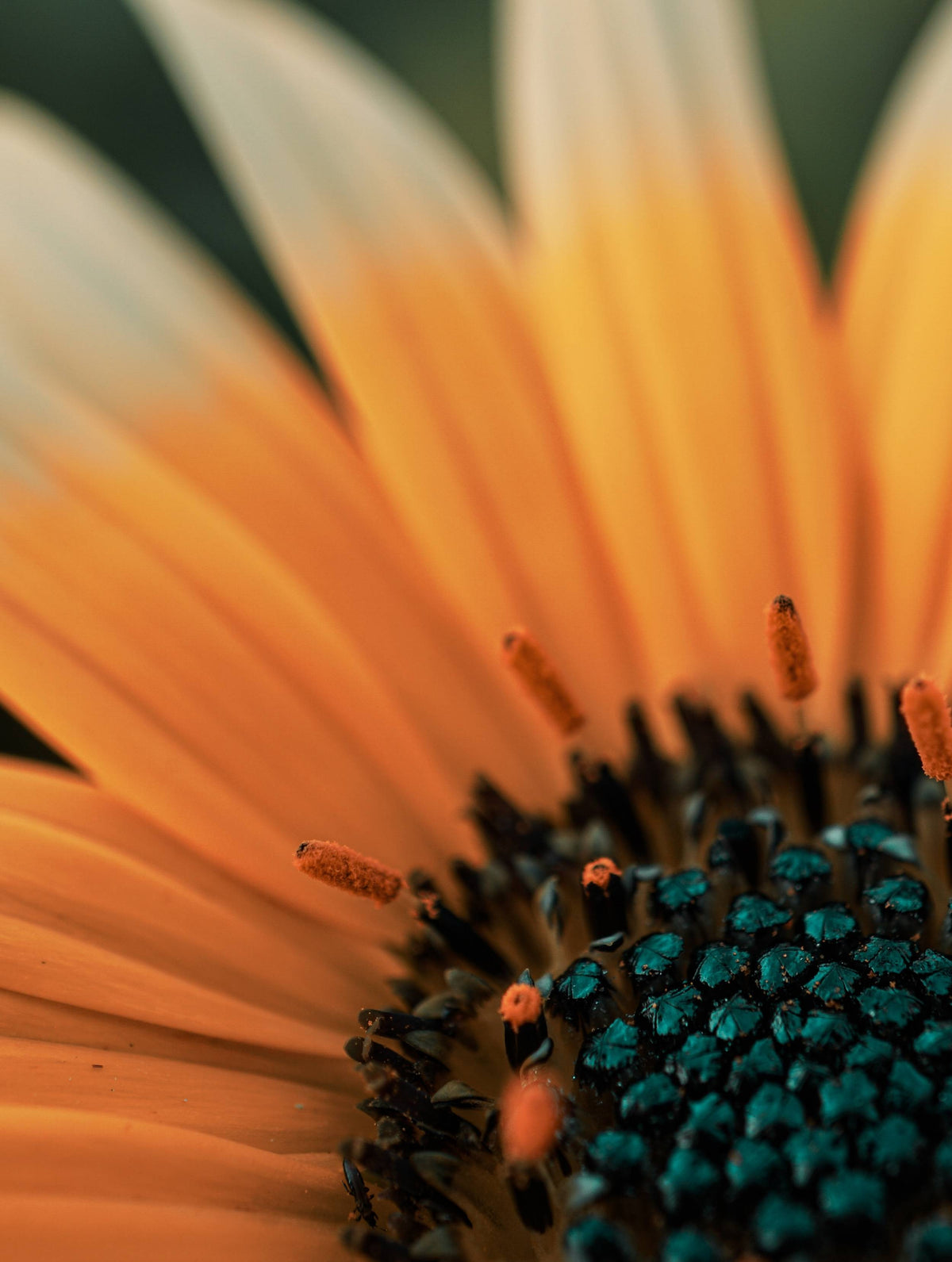 Calendula Extract