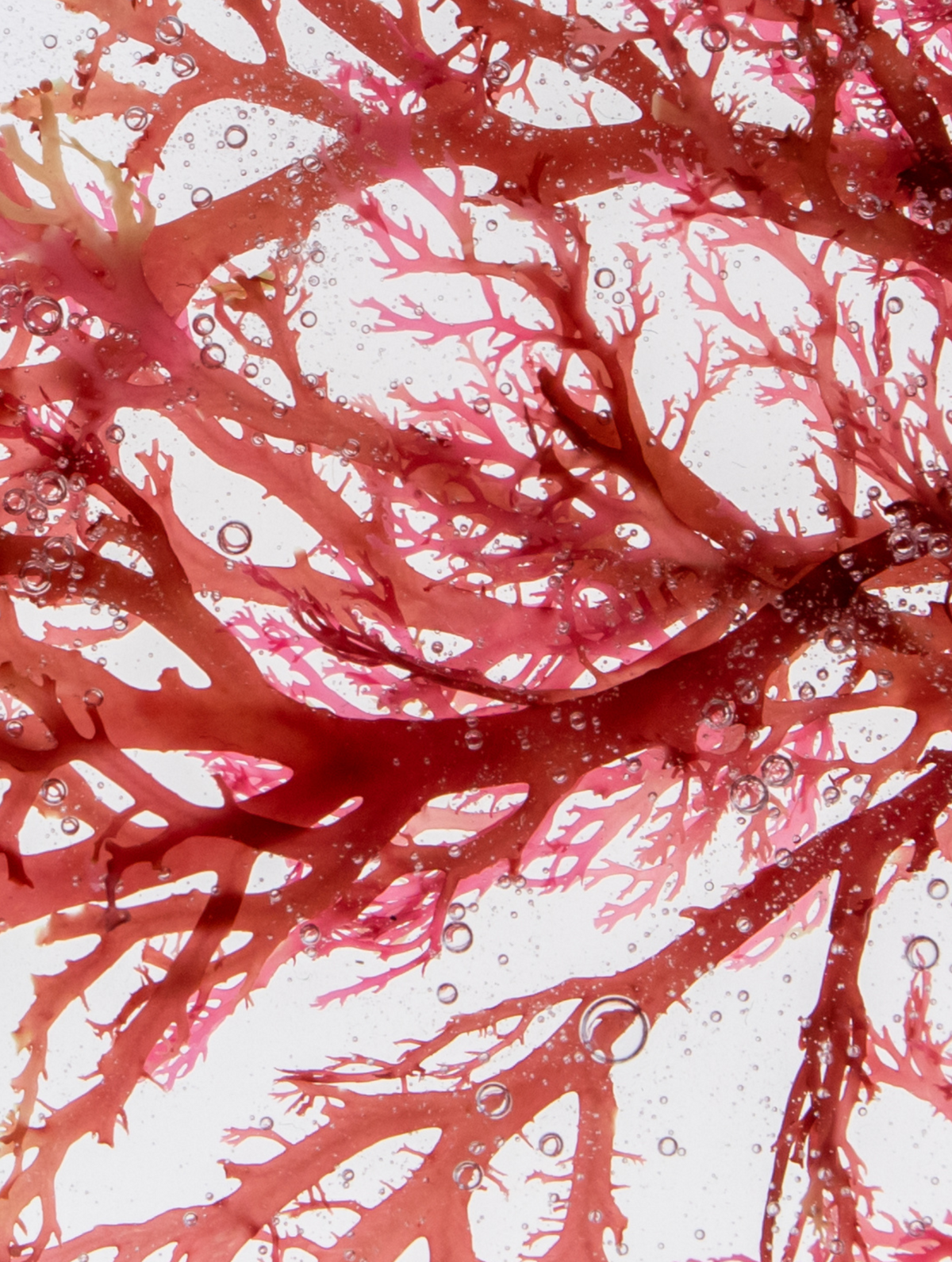Red Algae Extract